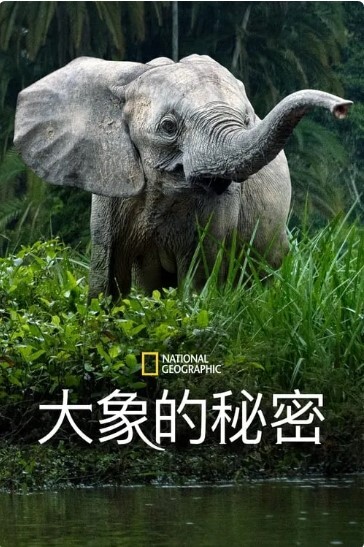 Secrets of the Elephants 第一季 2023(全集)